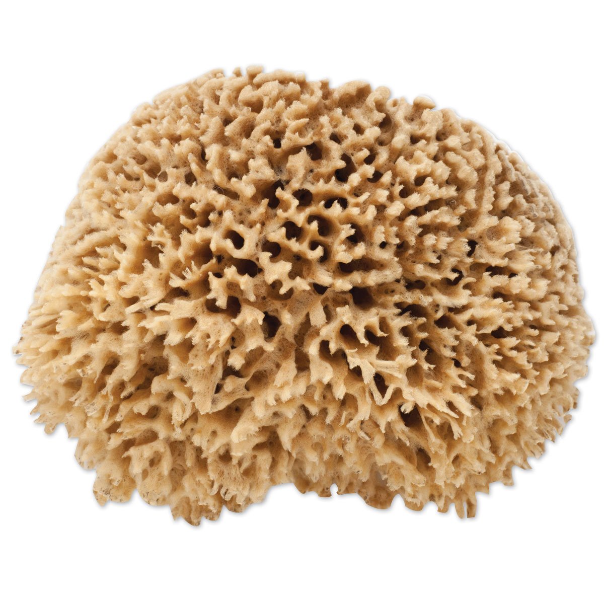 The Natural Sea Sponge, 7 to 8-Inch, Wool
